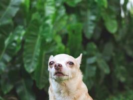 triste perro chihuahua sentado en la hierba verde en el jardín, llorando con lágrimas en los ojos. foto