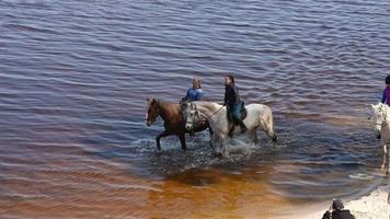 verbazingwekkend schot van paard rijden groep in de rivier- video