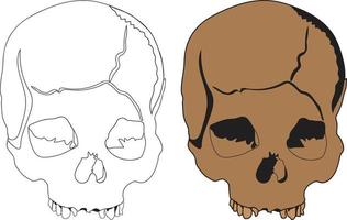 cráneo humano Vectores