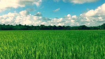 vista completa del fondo del campo de arroz en asia video