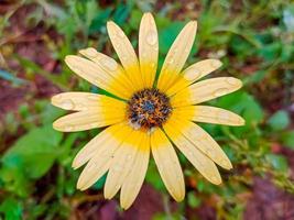 Arctotis stoechadifolia Yellow Flower Photography photo