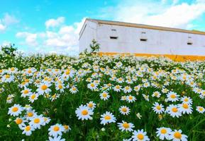 Chamomile in the field photo