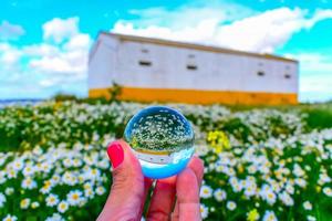 Chamomile in the field photo