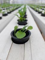 Selective focus of hydroponic lettuce plant on blurred background. Its scientific name is Lactuca sativa var angustana. Focus on some of the plants in front. photo