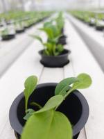 enfoque selectivo de la planta de lechuga hidropónica sobre fondo borroso. su nombre científico es lactuca sativa var angustana. concéntrese en algunas de las plantas en el frente. foto