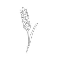 Wheat grain ear, nature bread, one single continuous art line drawing. Linear sketch of wheat, rice, corn, oat ear and grain. Outline spica plant for agriculture, cereal products, bakery. Vector