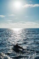 dolphin silhouette swimming in ocean photo