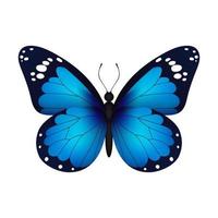 Blue realistic flying monarch butterfly on a white background. Vector illustration. Decorative print design. Colorful fairy wings.