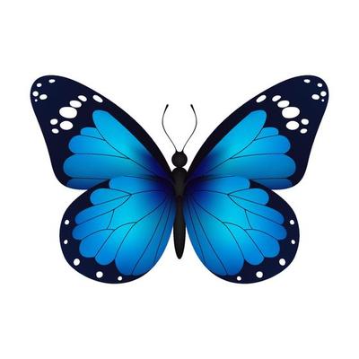 Blue Butterfly Vector Art, Icons, and Graphics for Free Download