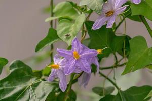 Solanum violaceum blooming in the garden photo