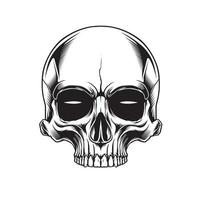 anatomy skull in beground white vector