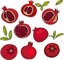 red pomegranate fruit, several fruits vector illustration