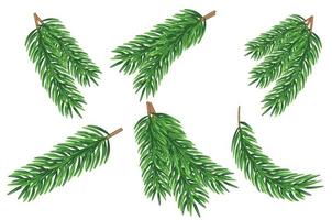 Fir branch