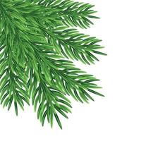 Green fir branches, decoration for Christmas and New Year on a transparent and white background. Universal template for flyers, postcards, price tags, invitations, Christmas tree vector no raster