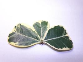 Picture of an ornamental tree called ficus deltoidea with spotted leaves.  and beautiful in winter photo