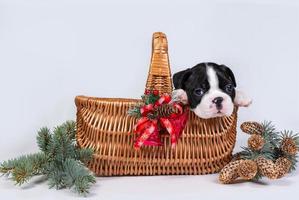 Cute Boston Terrier puppy sits in a wicker basket decorated with red bells and fir branches with cones. photo