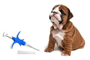 A syringe to inject a chip and animal ID next to an English bulldog puppy. photo