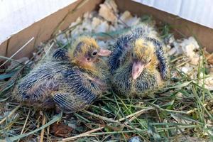 Two small pigeon Chicks are sitting in the nest. Breeding of domestic pigeons photo