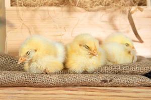 Cute downy yellow newborn Chicks sleep on the hay in a wooden box. The farming lifestyle photo
