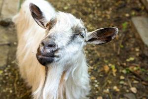 Portrait of a goat on a farm in the village. photo