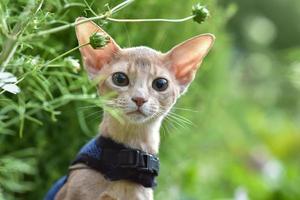 Abyssinian cat of fawn color, close-up portrait, walks along the lawn with flowers photo