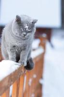 A gray British cat sits on the railing of a country house outdoors in frosty winter photo