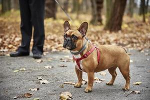 French bulldog walks in autumn park photo