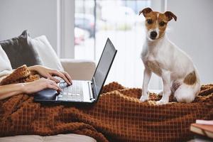 Woman working at home with her dog photo