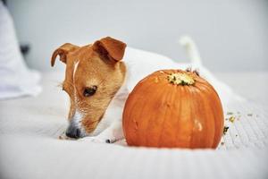 Dog gnaws orange pumpkin indoors photo