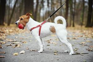 Dog walking in autumn park with his owner photo