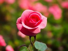 Pink Rose Flowers photo