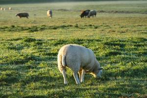 ovejas en la niebla matutina de los campos agrícolas, en los países bajos. foto