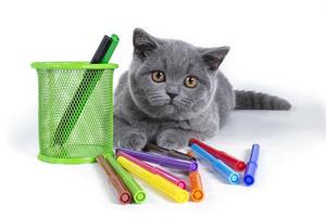 The charming, gray, fluffy purebred British kitten, a glass with photo