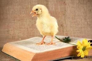 A small yellow-mouthed chicken sits on an open book dictionary of foreign languages . photo