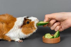 Guinea pig rosette on a gray background. Fluffy rodent guinea pig eating a cucumber from a woman's hand on colored background photo