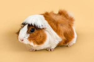 Guinea pig rosette on a beige background. cute rodent guinea pig on colored background photo