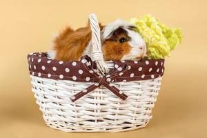 Guinea pig rosette in a basket with cabbage on a beige background. Fluffy rodent guinea pig on colored background photo
