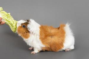 Guinea pig rosette on a gray background. Fluffy rodent guinea pig eating cabbage on colored background photo