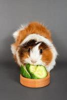 Guinea pig rosette on a gray background. Fluffy rodent guinea pig eating a cucumber on colored background photo