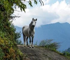 White horse on a mountain trail in Nepal looking out of the turn photo