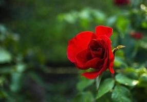 Red rose flower close up on natural blurred green background with copy space photo