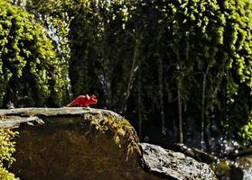 toy of red dinosaur on stone among mountain vegetation of streams. global warming