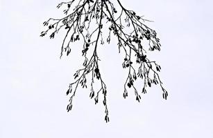 fondo blanco abstracto con ramas de aliso secas y amentos foto