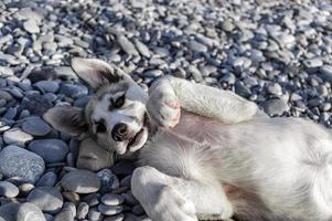 lindo cachorro de perro husky jugando en guijarros en la playa. amor de mascota foto