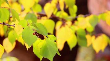 hojas de otoño en rama, colores de otoño video