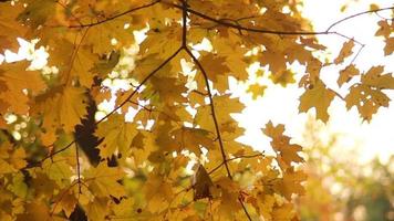 ramas de un árbol en el bosque de otoño video