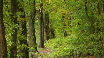 Herbstwald nachmittags windstill video