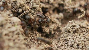 gros plan de fourmis marchant sur le sol video