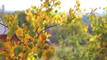 hojas de otoño en rama, colores de otoño video