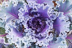 Decorative violet cabbage photo